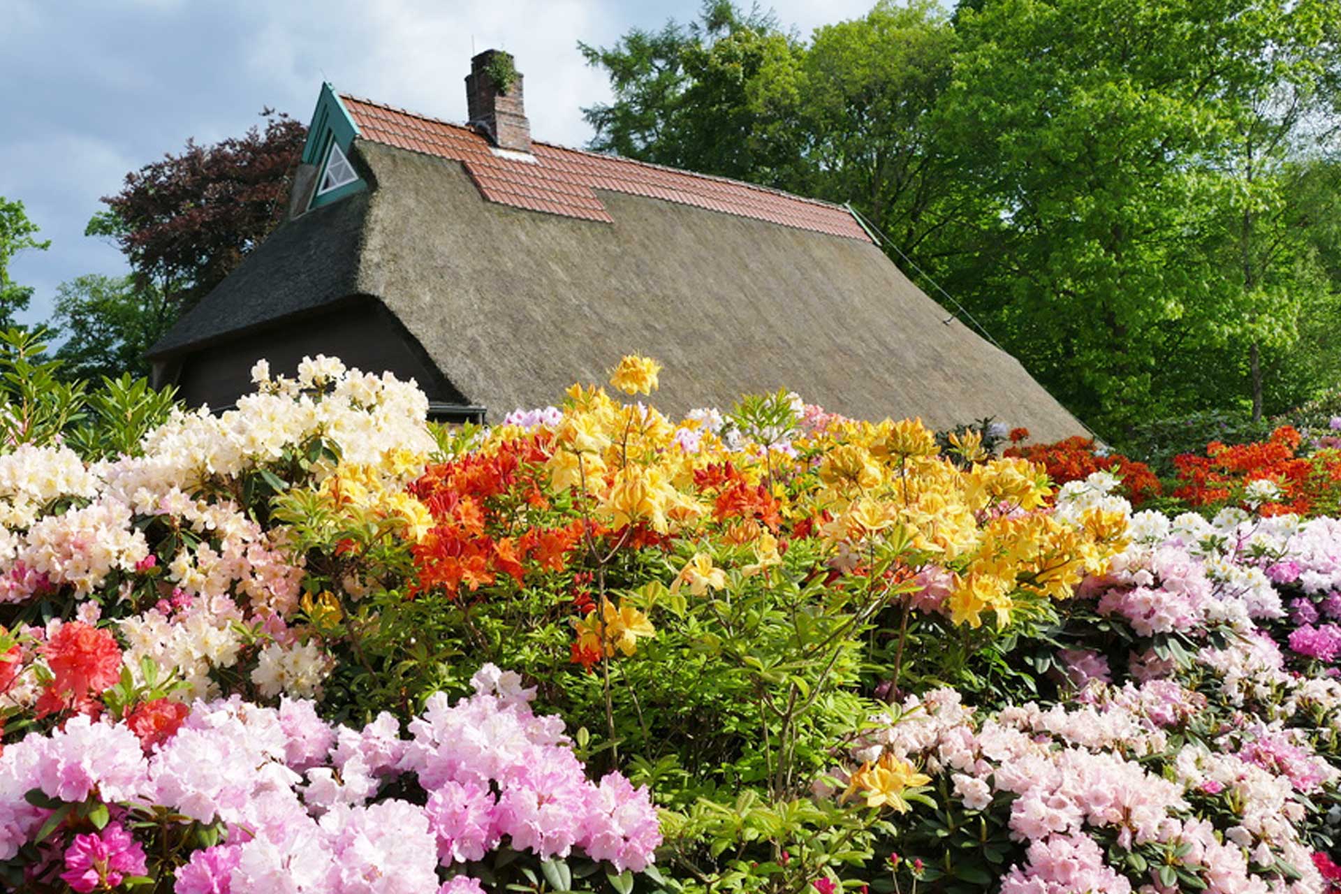 Reetdachhaus und Blumen im Ammerland